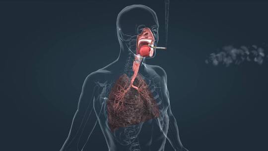 吸烟危害健康 三维人体解剖 肺癌 肺变黑