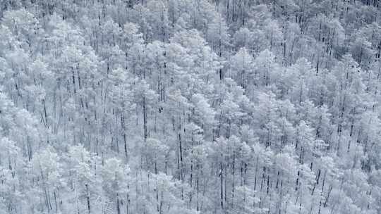 冬季雪山雾凇雪松树挂景观