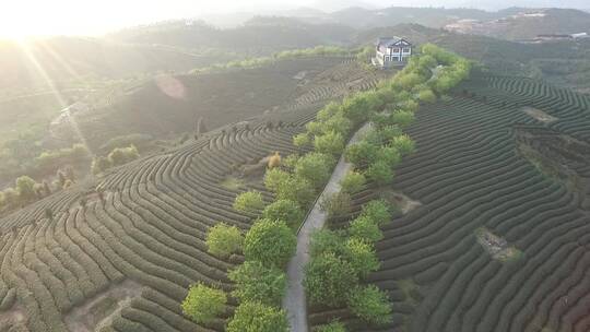 江西南昌凤凰沟茶园