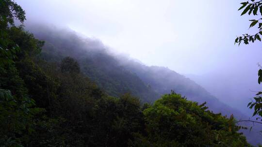 大雾弥漫山林树木E