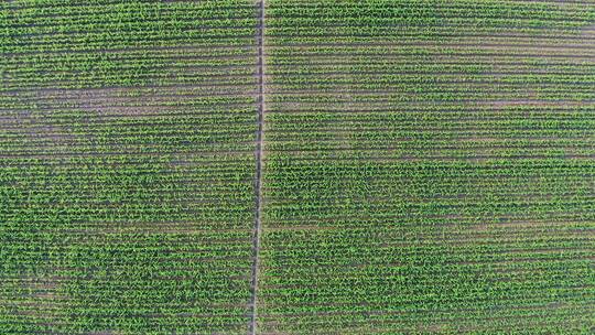 中国农业经济发展大型玉米种植地