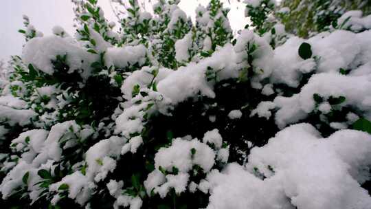 冬季雪天休闲广场公园植物树梢上的积雪