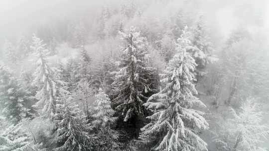 航拍冬季雪景森林雪挂大兴安岭雪松原始森林