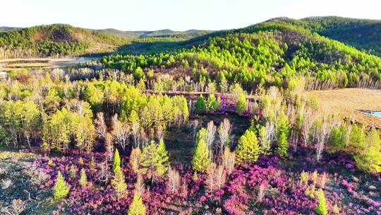 内蒙古达尔滨湖火山岩杜鹃花绽放