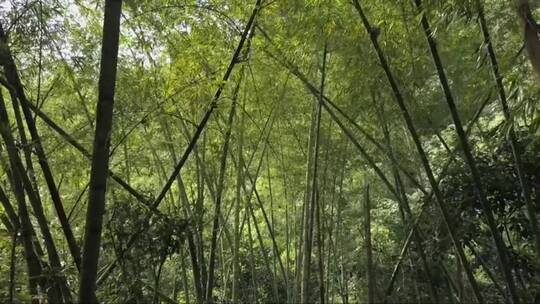 空中慢镜头清晨的美丽竹林