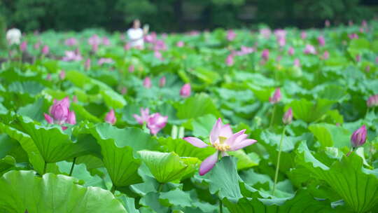 武汉东湖磨山景区盆景园