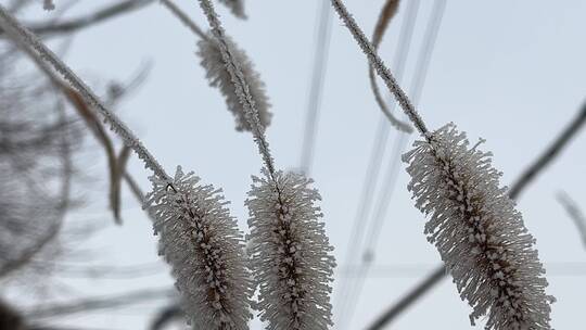 霜降下霜雾松植物