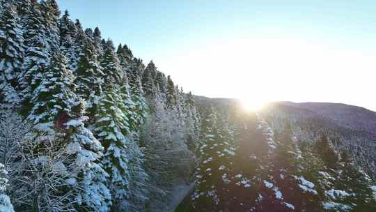 航拍冬天下雪后的森林日出