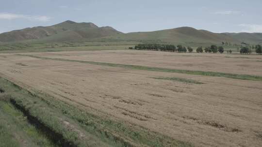 内蒙古呼和浩特武川大片成熟金黄色小麦地