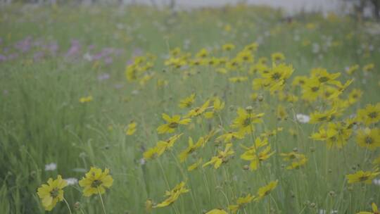 草地里的黄色小花随风舞动50帧升格，s-log2