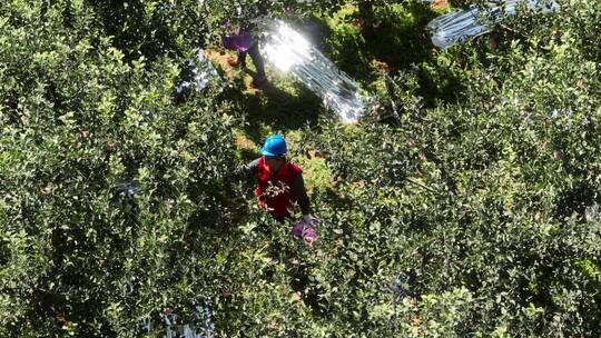 智慧乡村苹果种植基地