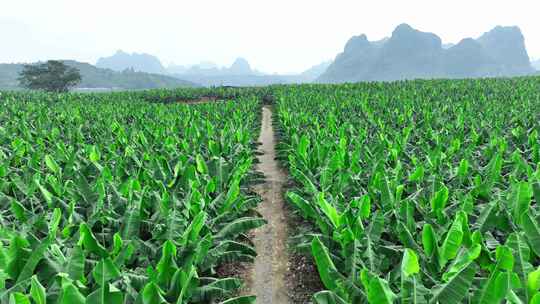 香蕉树林种植