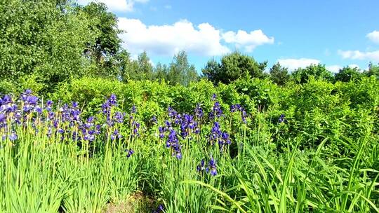 蓝色的野花在盛开
