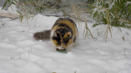 三花猫在雪地觅食冬季流浪猫下雪天