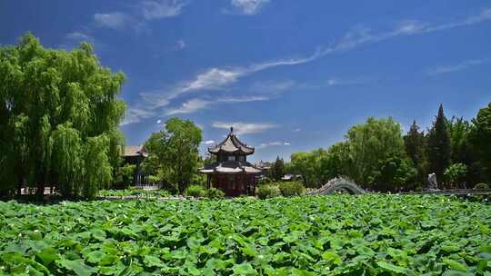 河北省保定市古莲花池