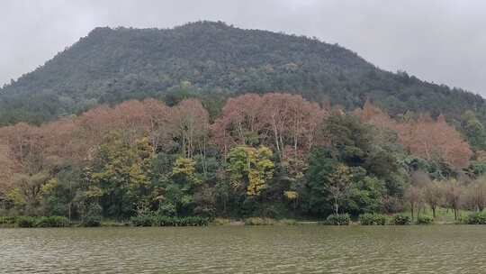 多彩森林与风雨桥