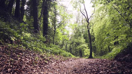 低角度拍摄森林里的路径