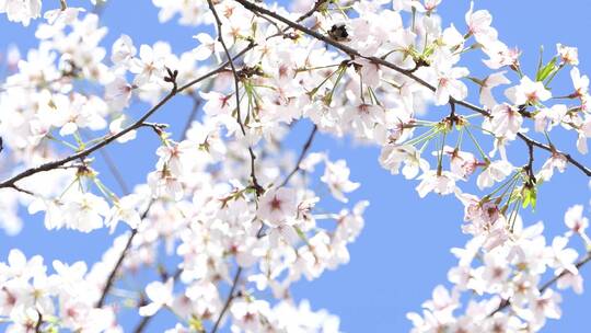 四月春日桃花