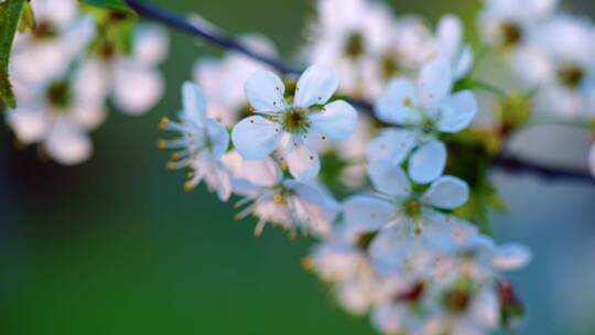 梨花盛开春天蜜蜂花开花花瓣梨花梨花开花