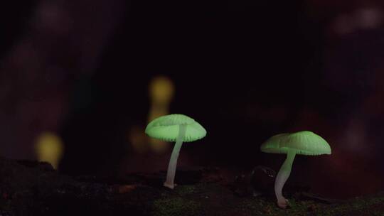 夜光蘑菇生长