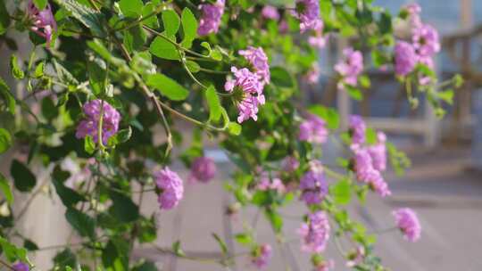 春天 花开 紫色花