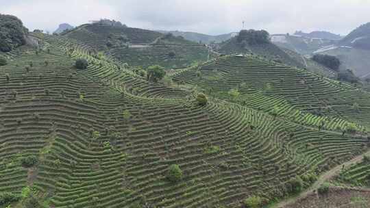 航拍绿色高山有机茶园