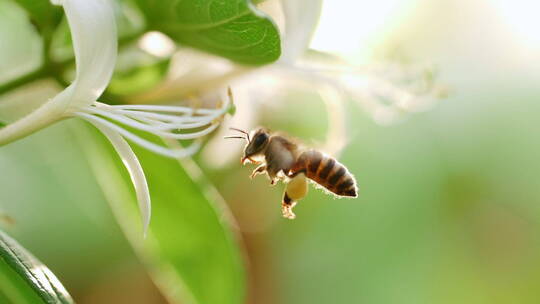 近距离特写微距展示蜜蜂采蜜收集花粉慢镜头