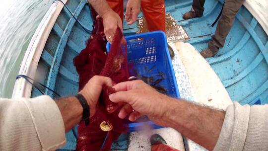渔民把捕捞的虾倒进筐里