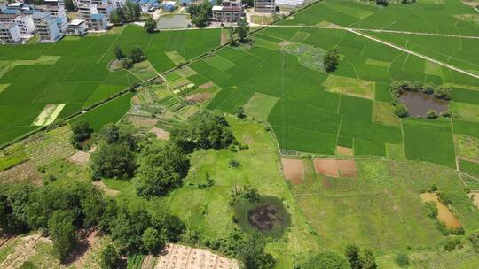 航拍绿色田园农业种植水稻