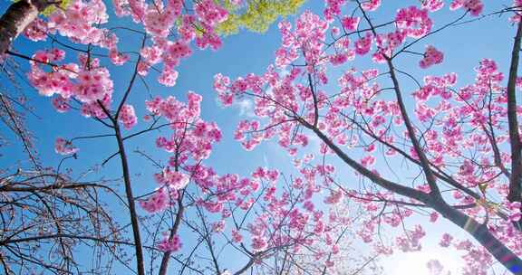 春天春季唯美的樱花空镜实拍