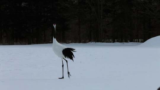 丹顶鹤飞翔，雪中漫步，跳舞 (1)