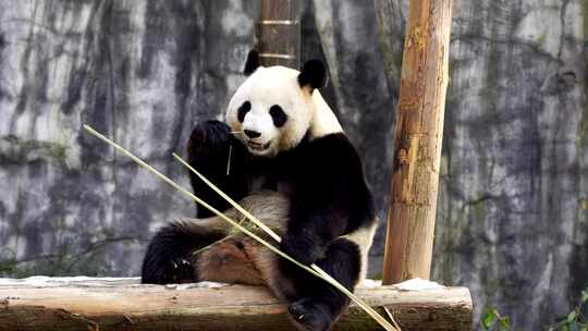 可爱的大熊猫坐着吃竹子