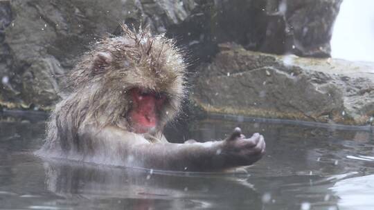猕猴在下雪的水中泡澡视频素材模板下载