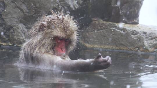 猕猴在下雪的水中泡澡