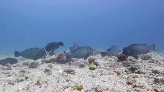 海底生物深海鱼群