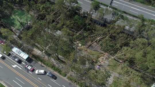 城市快速公路树木遭到破坏