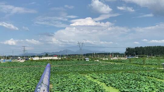 山东济南章丘区白云湖湿地公园，荷花荷叶