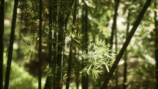 阳光绿色竹林穿透的光线沉浸式氛围