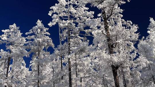 大兴安岭冬季雪林银装素裹