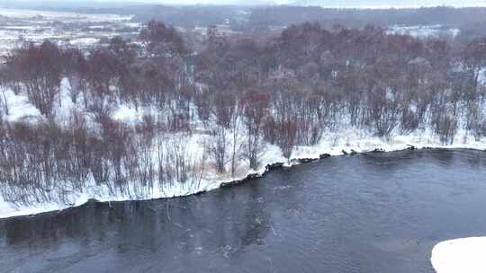 冰雪消融早春湿地和水鸟合集