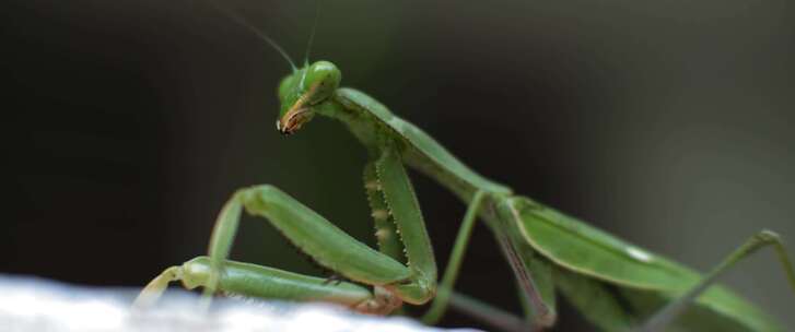 螳螂，昆虫，bug，特写，宏