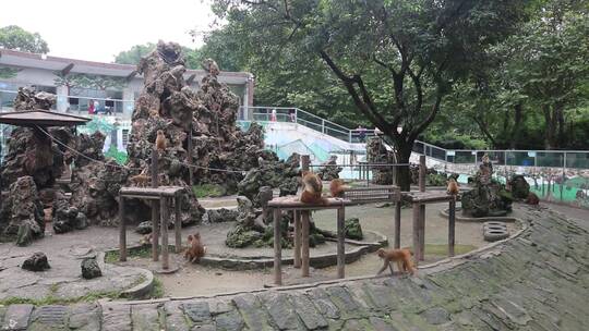 四川成都动物园猴山