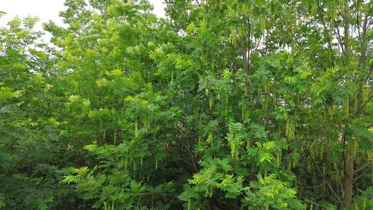 四川乡村植物、榆钱