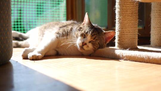 阳光下慵懒的小猫