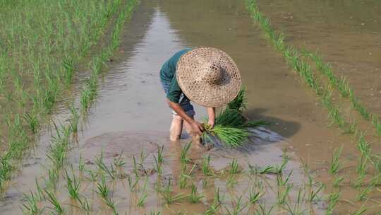 水稻田 农民用传统方式耕地 犁田 插秧 春耕视频素材模板下载