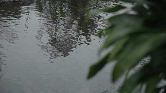 热带，雨林，植被，树叶