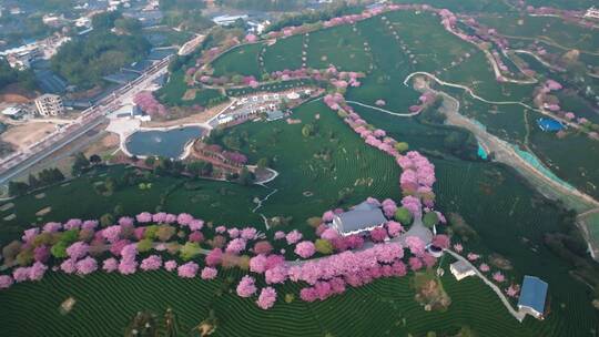 浙江湖州春日梅花梅园铁佛寺近景