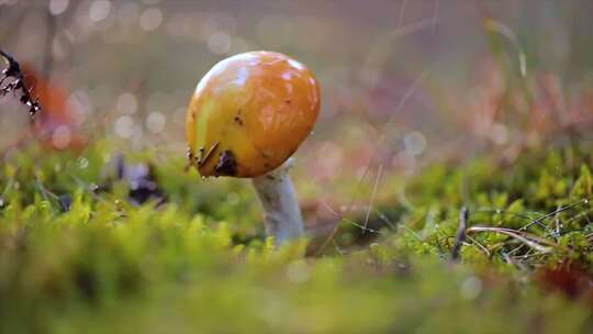 人类的腿击中了有毒的蘑菇蝇Agaric