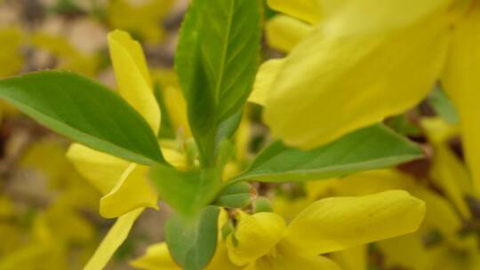 【镜头合集】黄色花朵花蕊叶脉迎春花花园