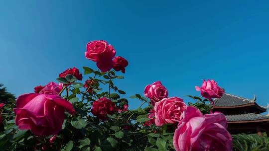 盛开的月季花玫瑰花视频素材模板下载